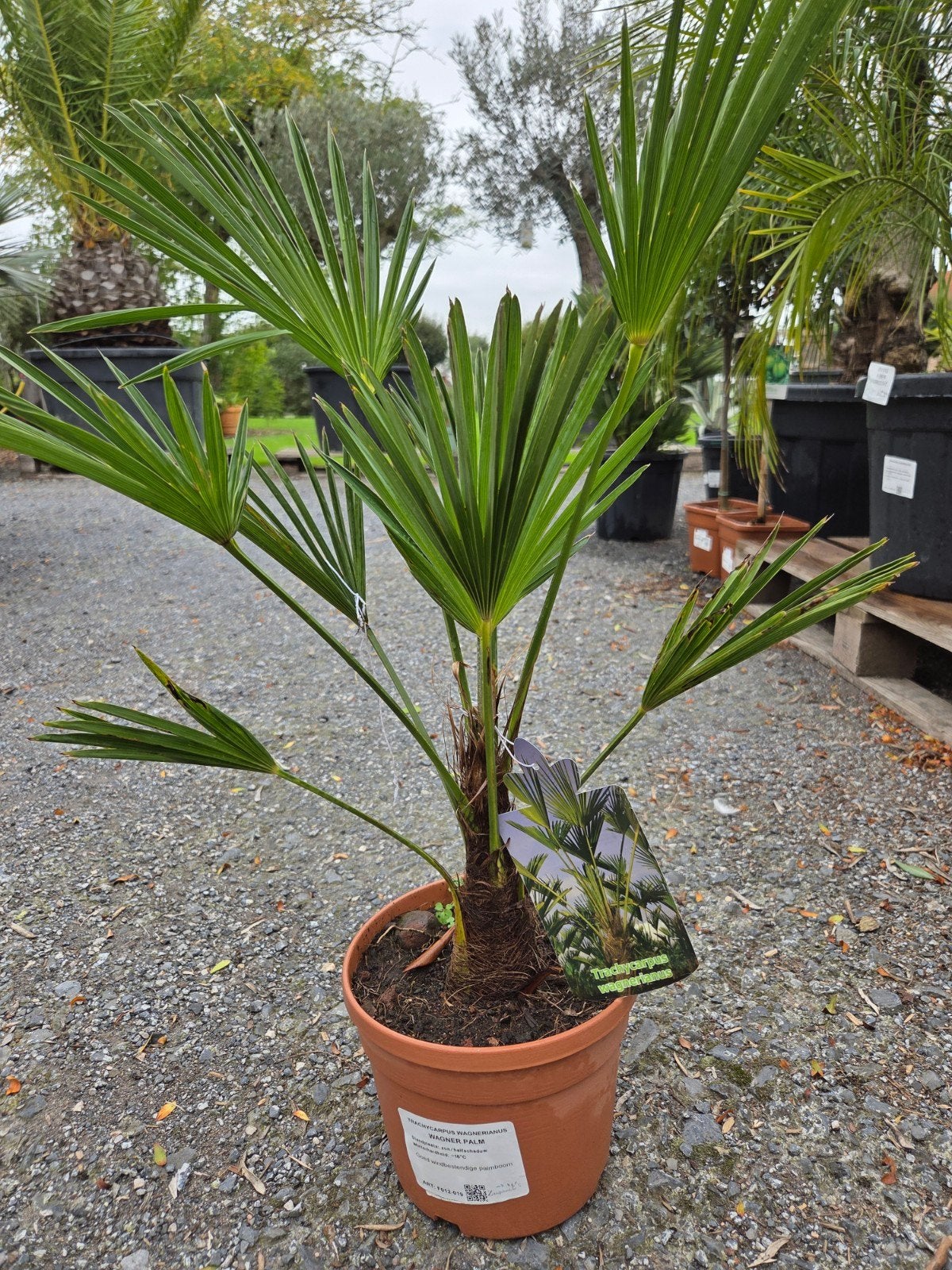 Palmboom Trachycarpus Wagnerianus, Ophalen, Halfschaduw