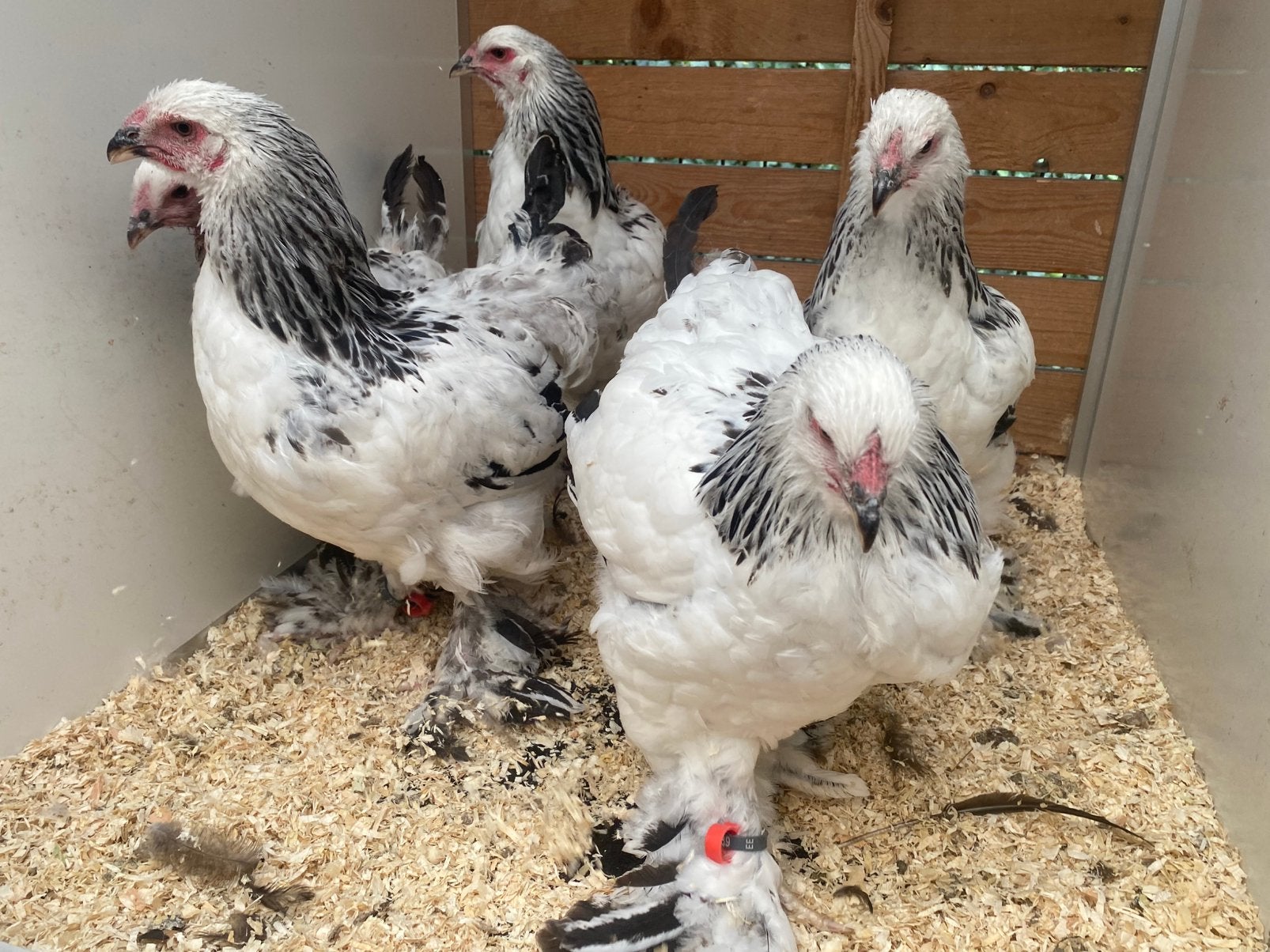 6 brahma wit-zwart columbia hennen, Dieren en Toebehoren, Pluimvee