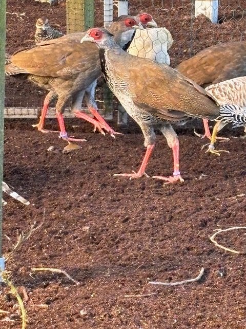 fazanten, Dieren en Toebehoren