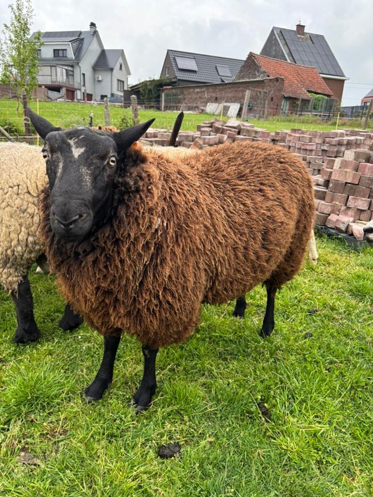 Ram, Dieren en Toebehoren