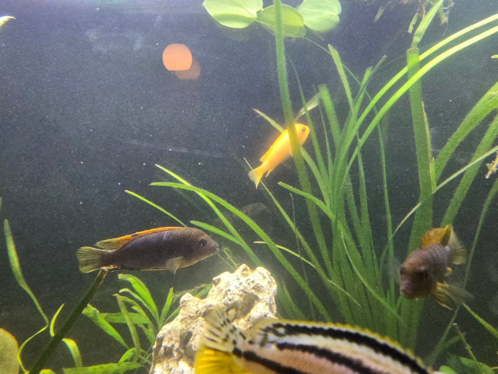 Maylandia Estherae (Red Zebra) Mbuna Cichlid te koop!, Poisson, Poisson d'eau douce