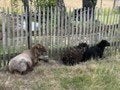 Quessant Ooitjes te koop, April, Vrouwelijk