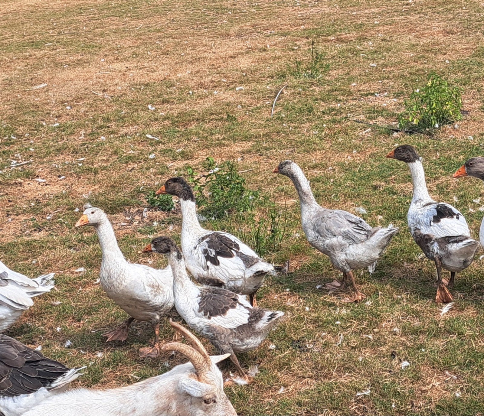 ganzen, Sexe inconnu, Oie ou Cygne