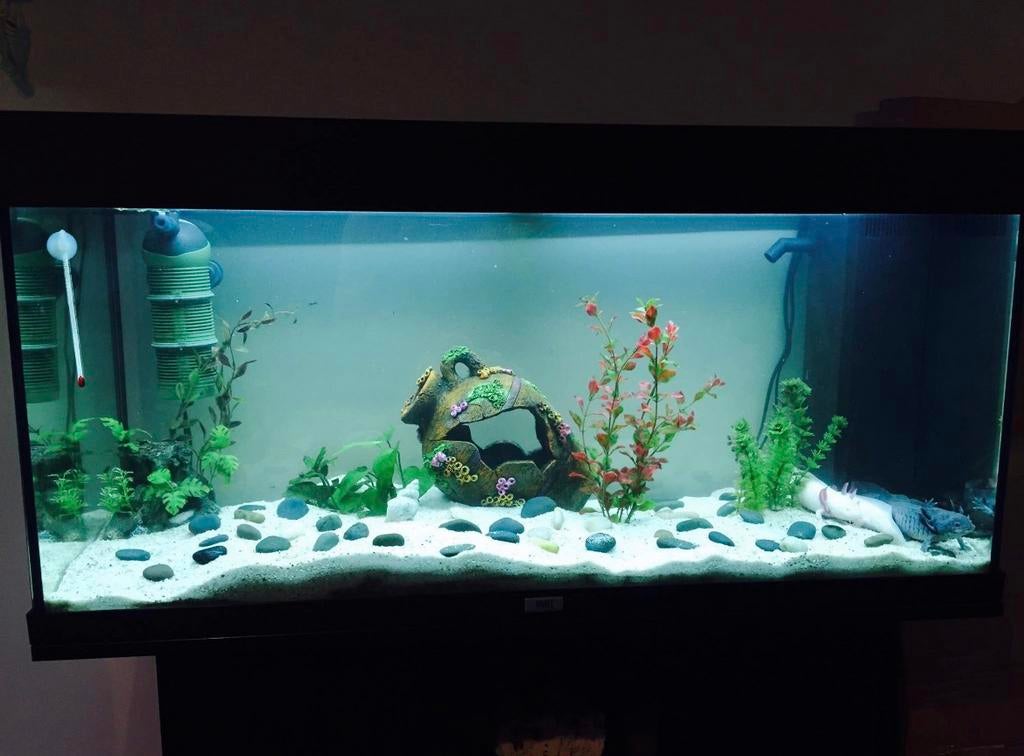 Aquarium complet JUWEL Rio 180 + meuble – 180L, Dieren en Toebehoren, Ophalen, Gebruikt, Aquariummeubel, Verwarming