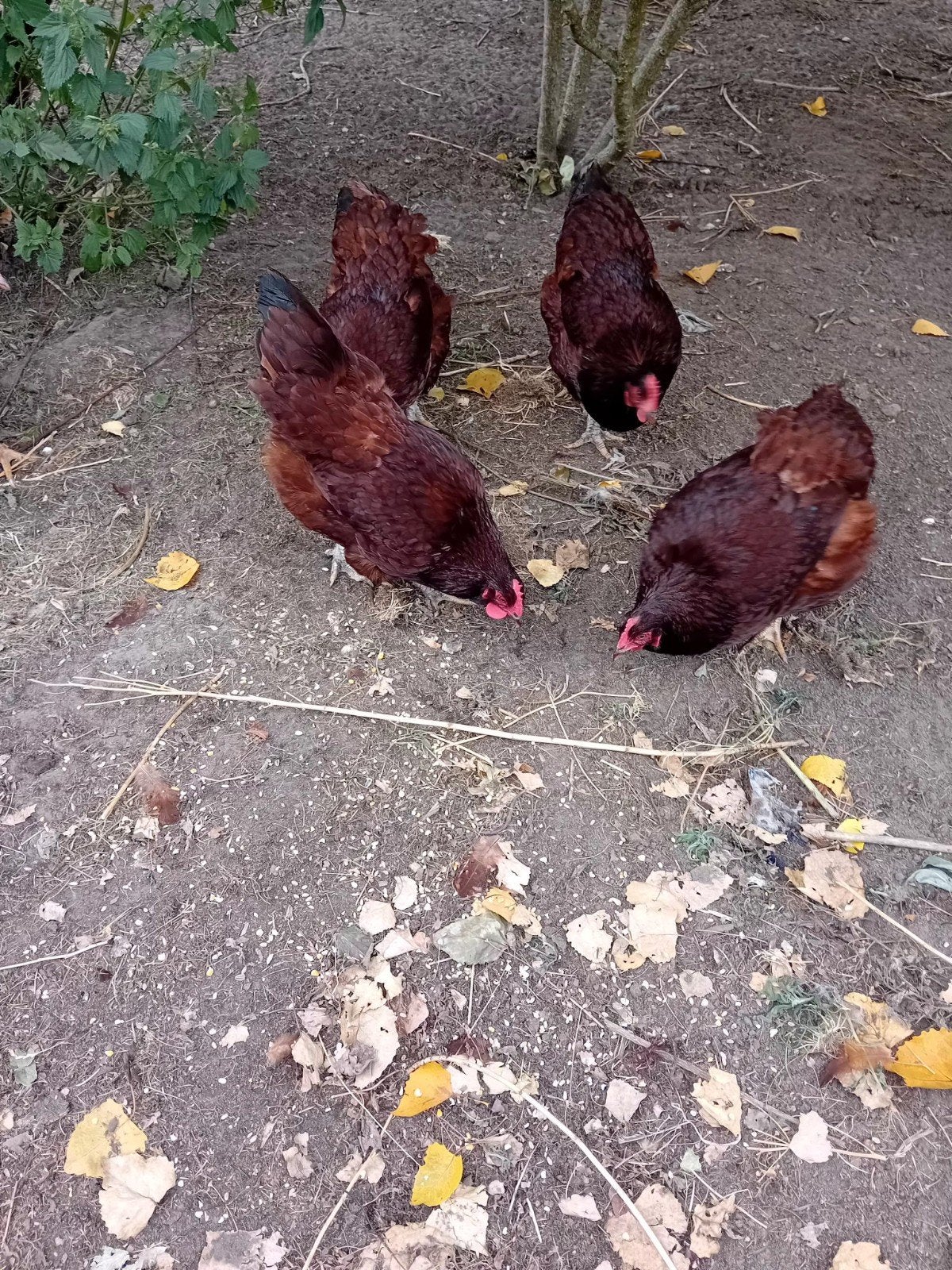 4 hele mooie rhode red island hennen, Femelle, Poule ou poulet