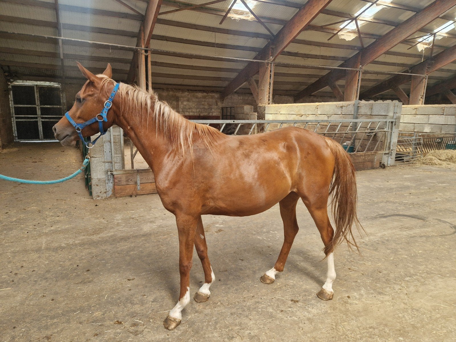 4 jarige arabische merrie, Jument