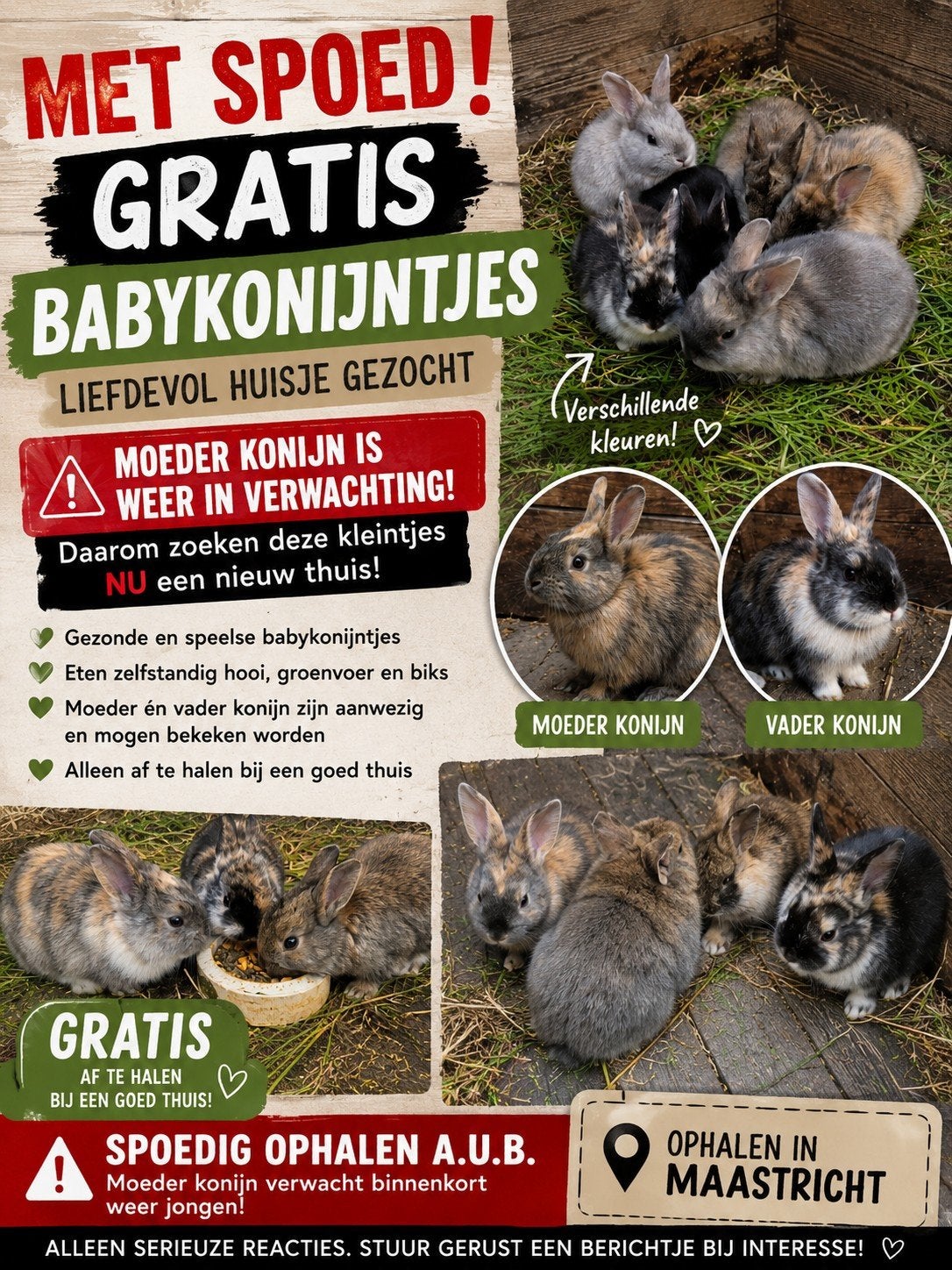 Konijnentjes, Dieren en Toebehoren