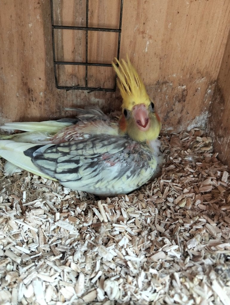 te koop jonge valkparkiet, Sexe inconnu, Perruche