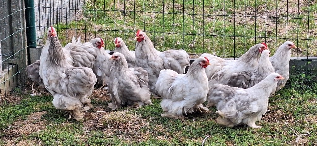 Cochin kriel, Plusieurs animaux, Poule ou poulet