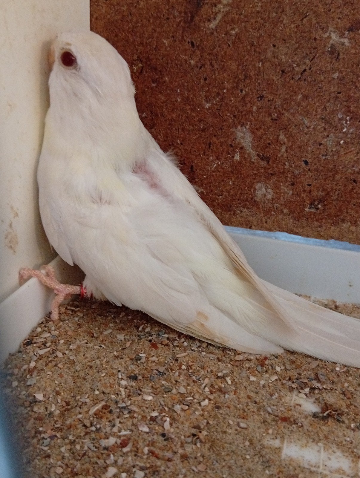 Splendid ino blauw opaline, Dieren en Toebehoren, Vogels | Parkieten en Papegaaien, Geringd