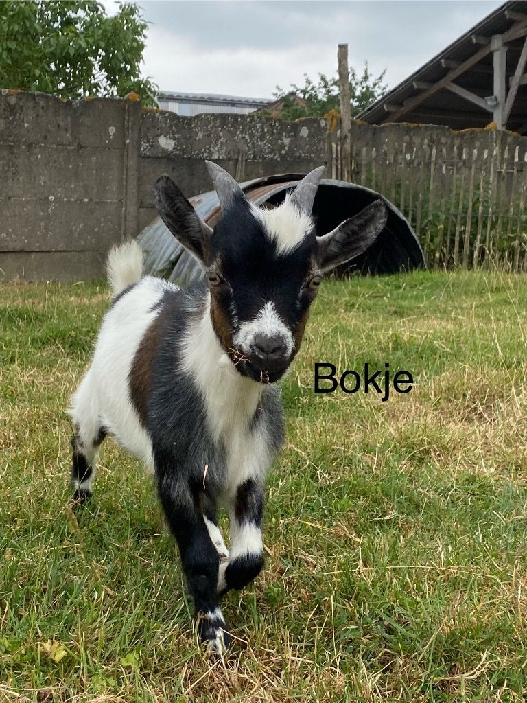 Dwergeitbokjes te koop, Dieren en Toebehoren, Mannelijk, Geit, 0 tot 2 jaar