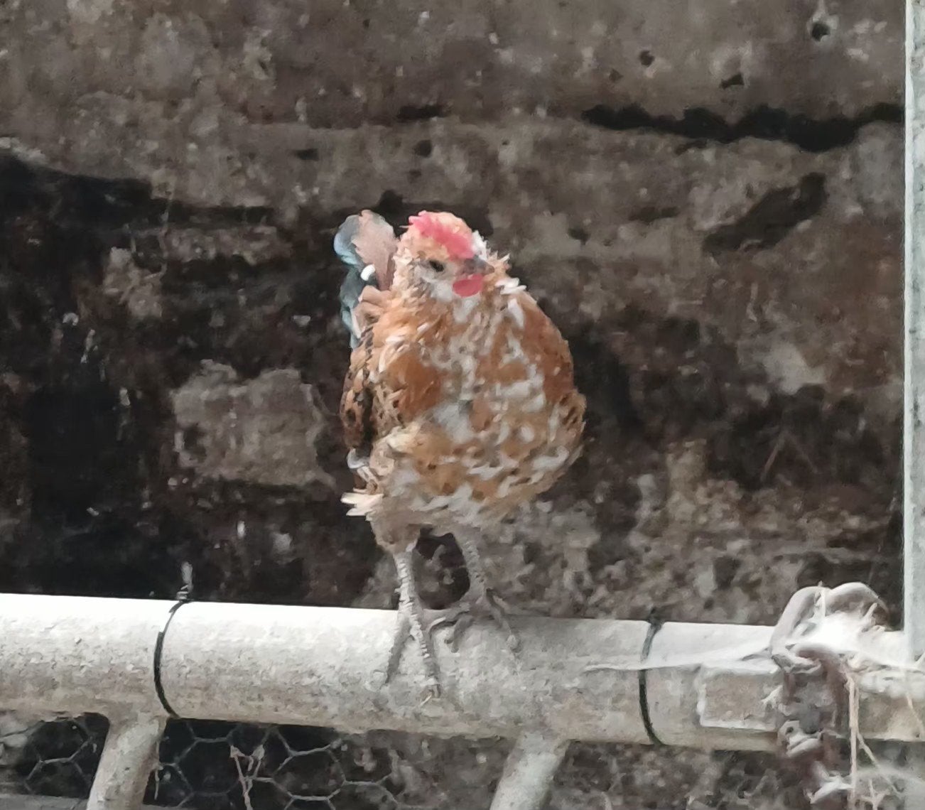Gratis mooie jonge krielhaan twee maanden oud, Dieren en Toebehoren, Pluimvee