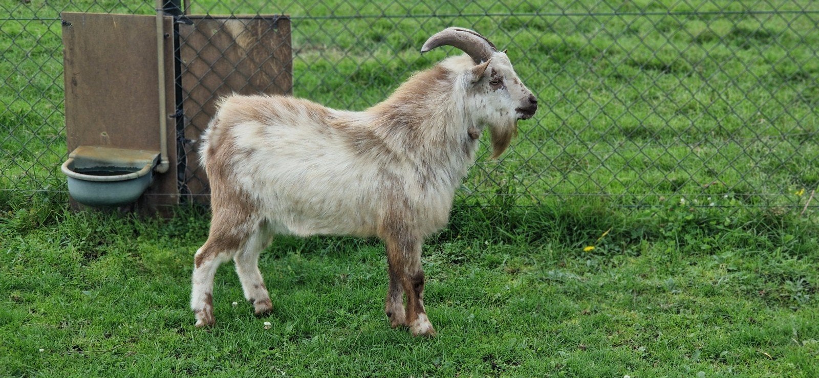 Prachtige dwergbok., Dieren en Toebehoren, Mannelijk, Geit, 0 tot 2 jaar