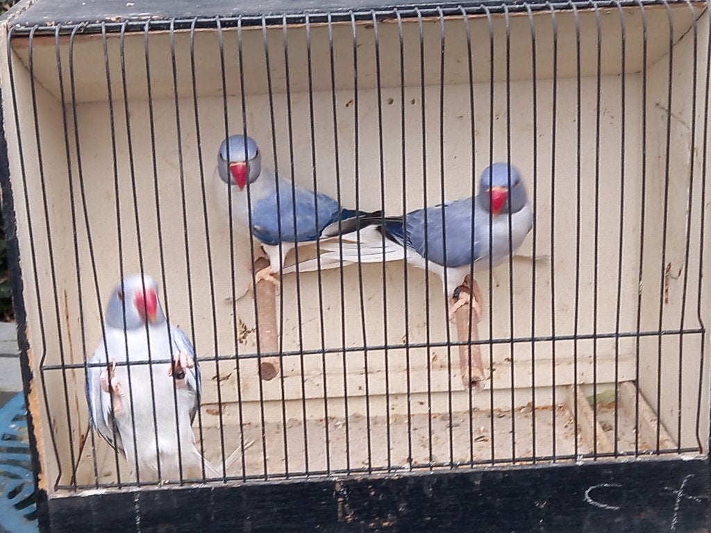 Halsband  parkiet, Animaux & Accessoires, Oiseaux | Perruches & Perroquets, Perruche