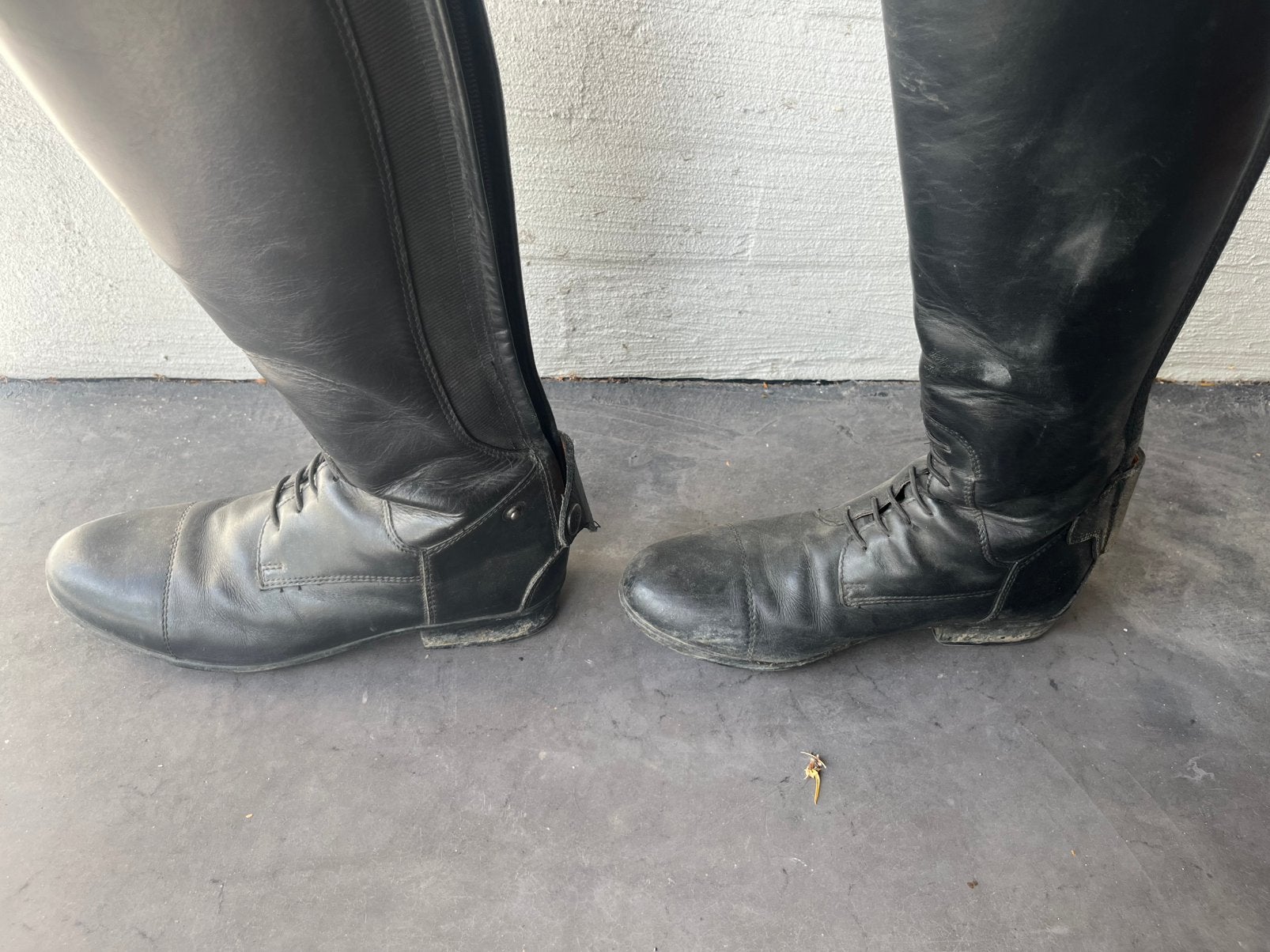 Paardrijlaarzen te koop, Dieren en Toebehoren, Ophalen, Gebruikt, Dressuur, Ritssluiting