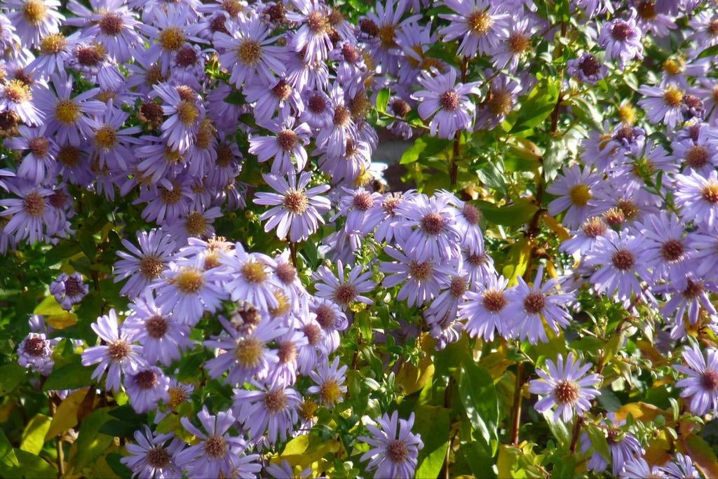 Aster Adustus Nanus, Tuin en Terras, Ophalen
