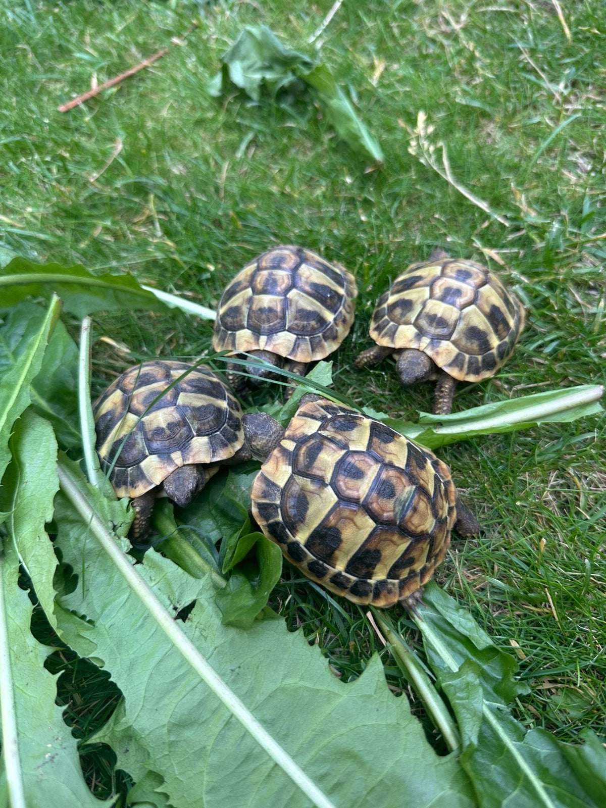 Tortue testudo Hermanni grecque, Tortue