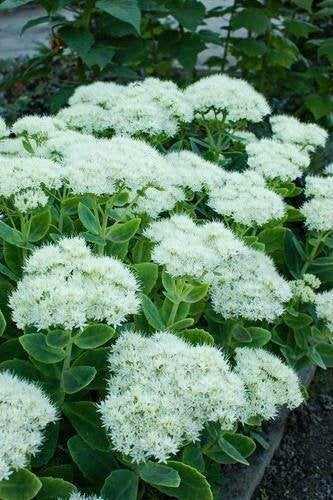 5 x sedum  STARDUST  in pot en 1 MATRONA in pot, Tuin en Terras, Ophalen, Vaste plant