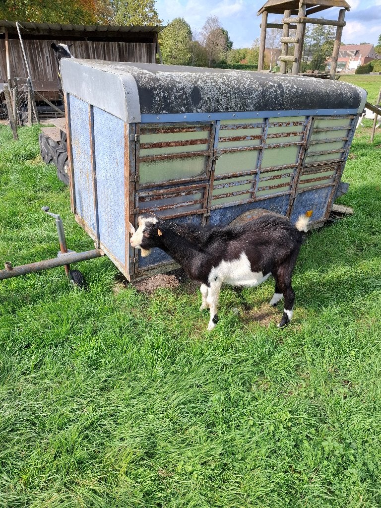 Mooie dekbok, Animaux & Accessoires, Mâle, Chèvre, 0 à 2 ans
