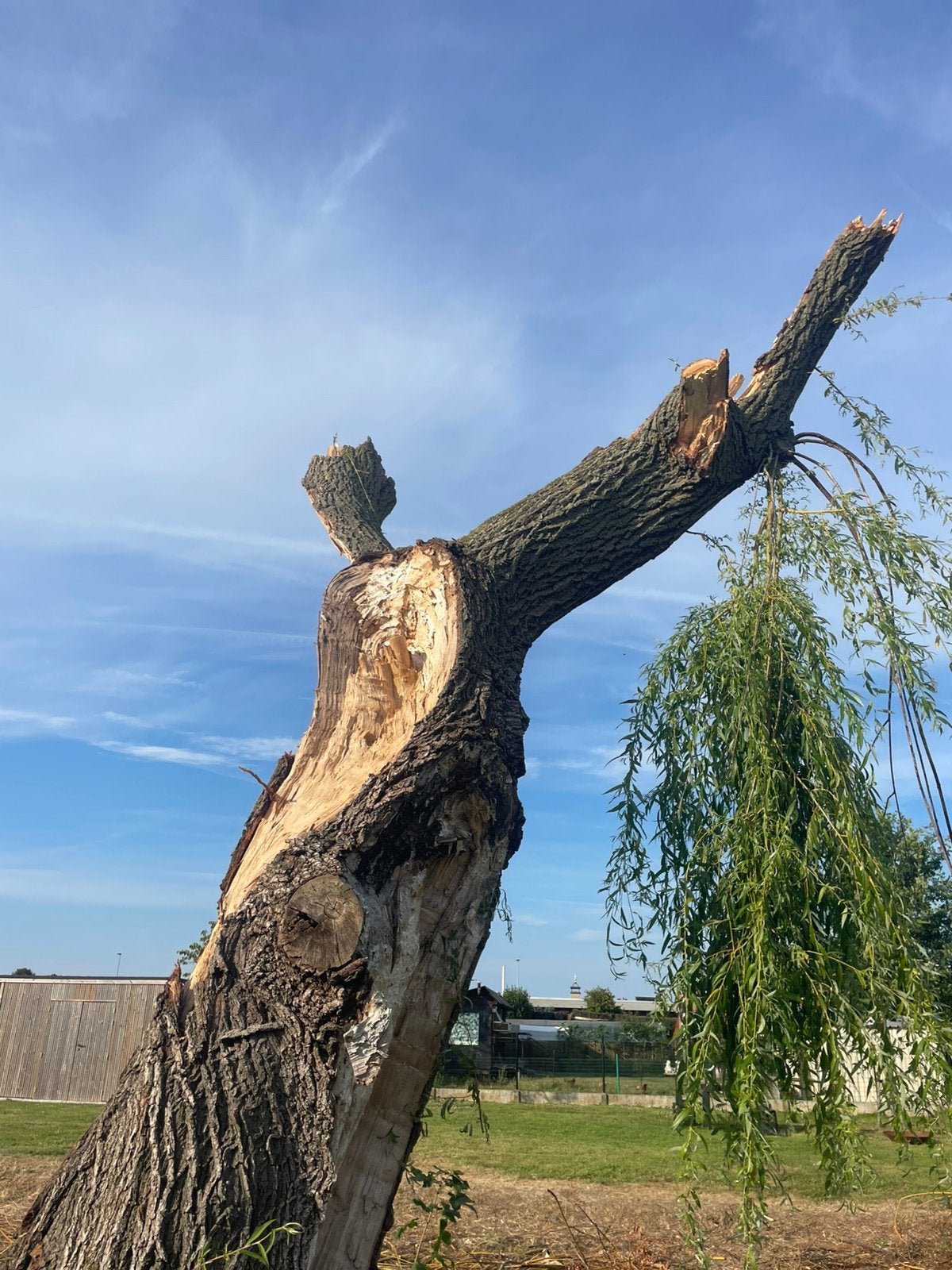 Gratis hout, Tickets en Kaartjes, Recreatie | Dierentuinen