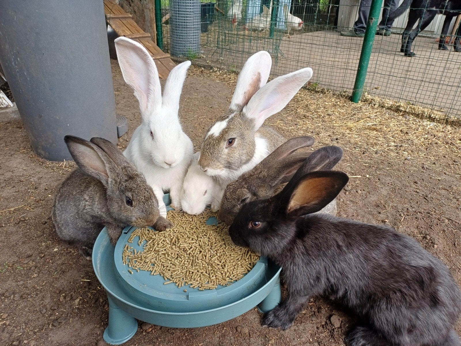 Vlaamse reuzen - 3-4 maand oud, Plusieurs animaux, Grand, 0 à 2 ans