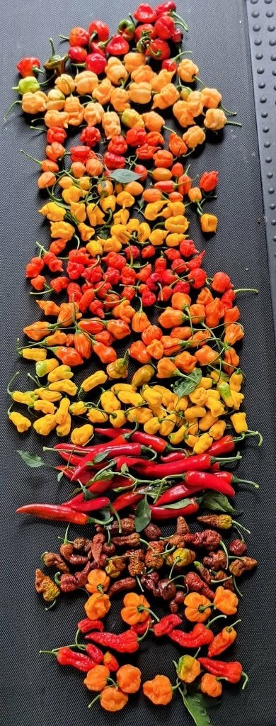 Hete pepers TE koop !! RB003 , Bhut , scorpion,......, Ophalen
