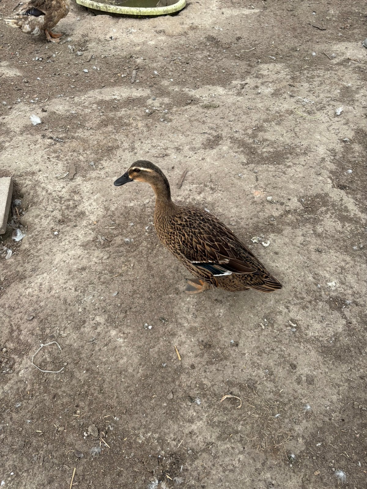 4 mooie eenden, Dieren en Toebehoren, Pluimvee, Vrouwelijk, Eend
