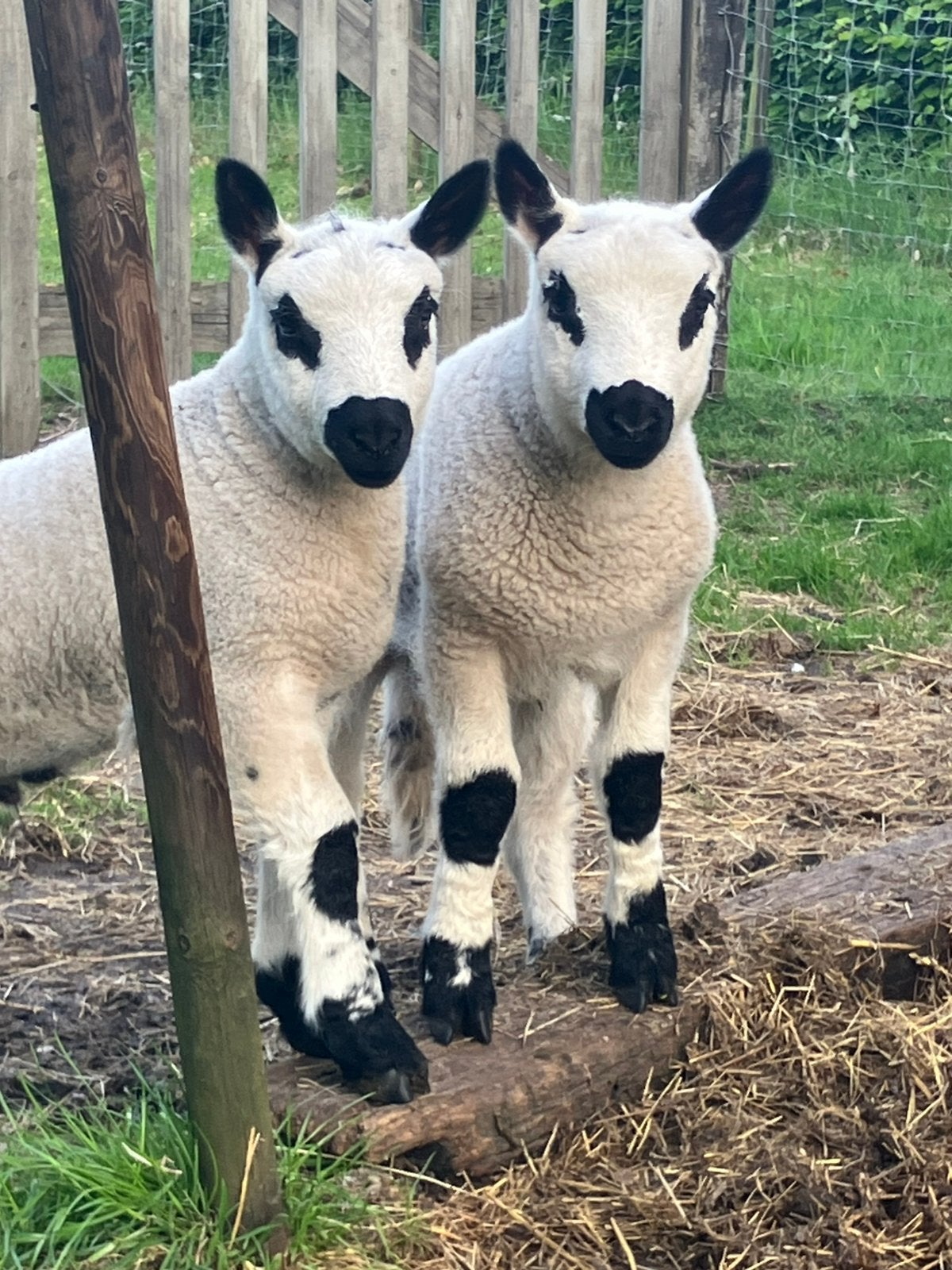 Kerry Hill ram lammeren, Animaux & Accessoires, Plusieurs animaux, Mouton, 0 à 2 ans