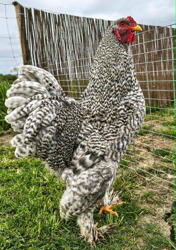 Coq Brahma coucou 5 mois, Enlèvement