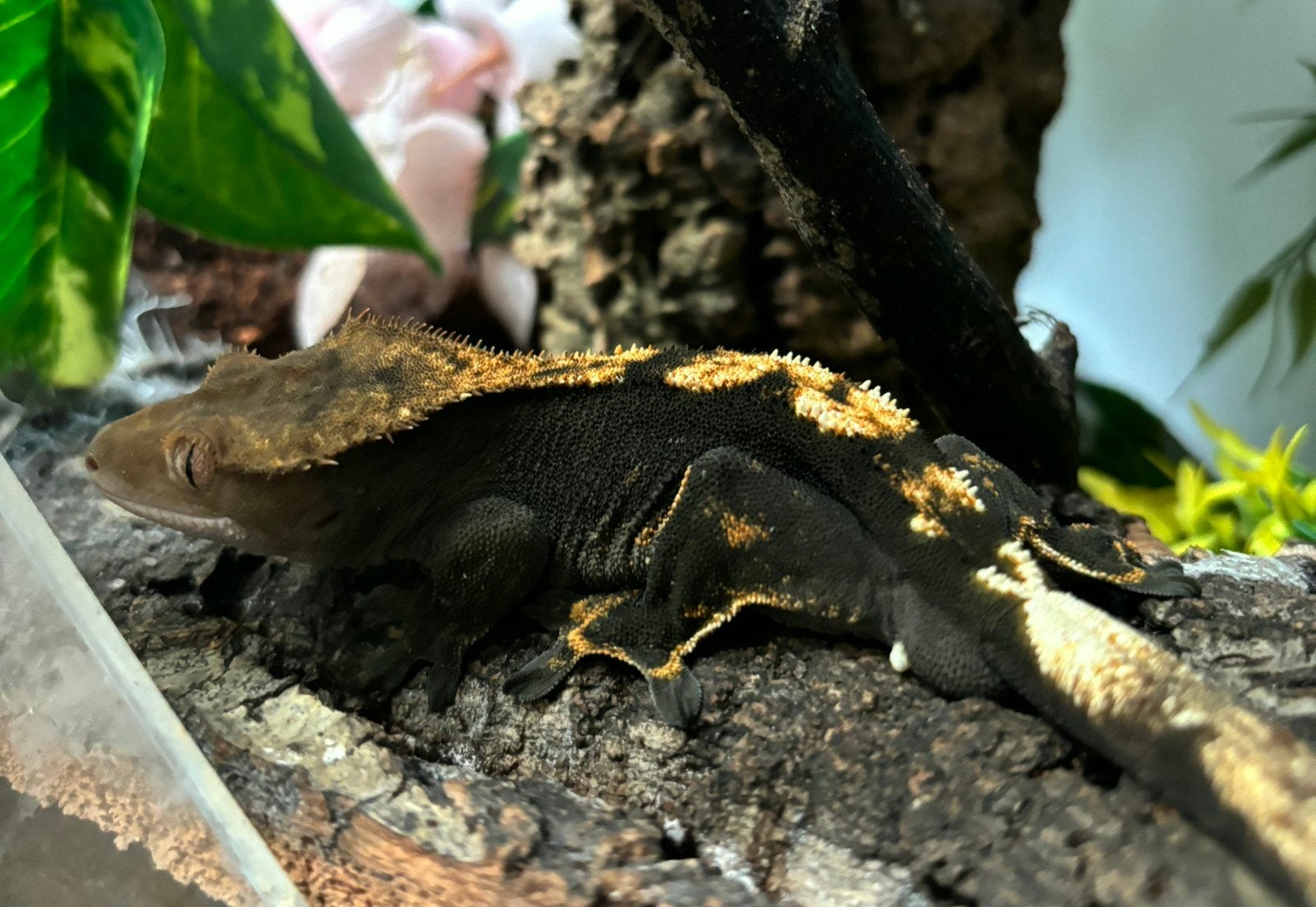 1.0 RTB 100% het axanthic wimpergekko man
