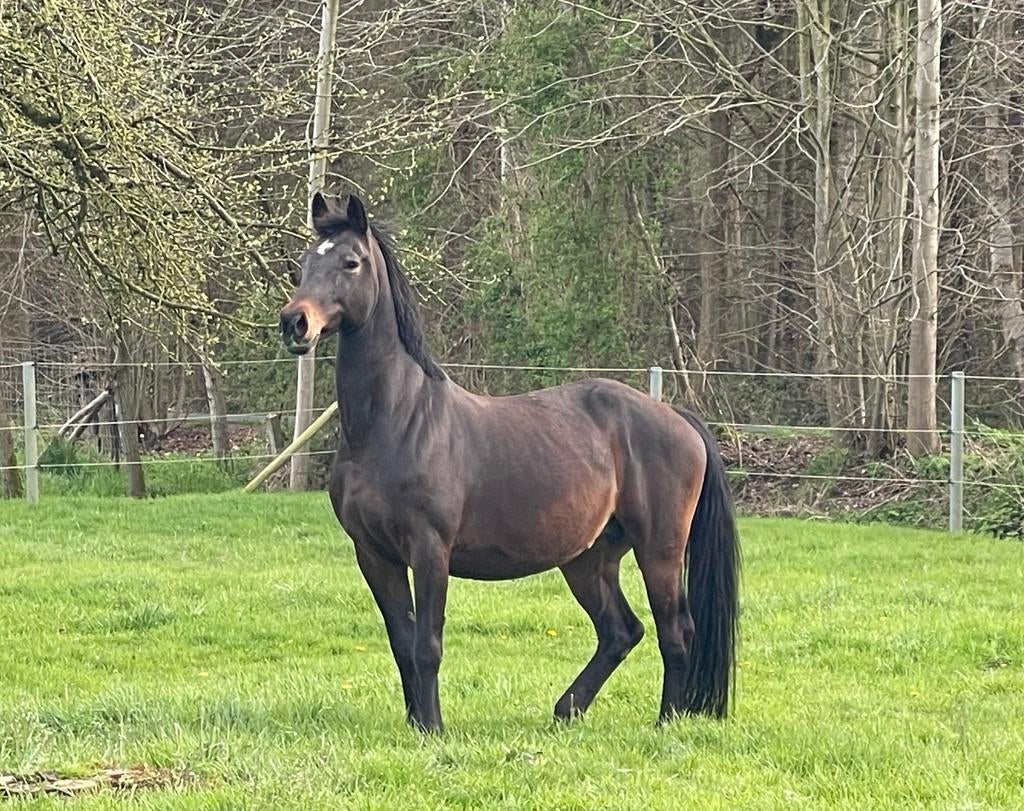 Drachtige BWP fokmerrie Eldorado van de Zeshoek, Dieren en Toebehoren, Merrie
