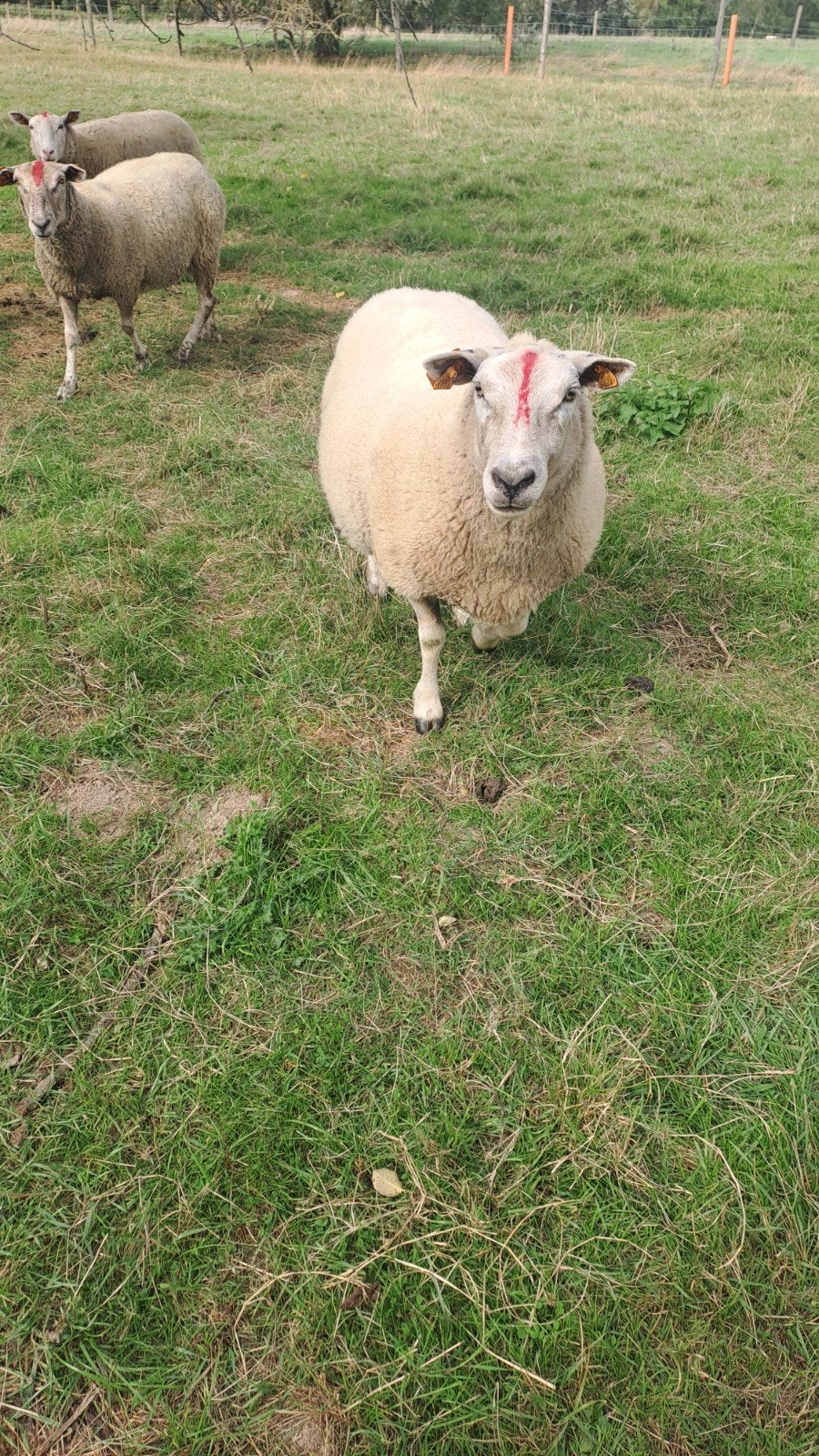 7 schapen, Dieren en Toebehoren, Vrouwelijk, Schaap