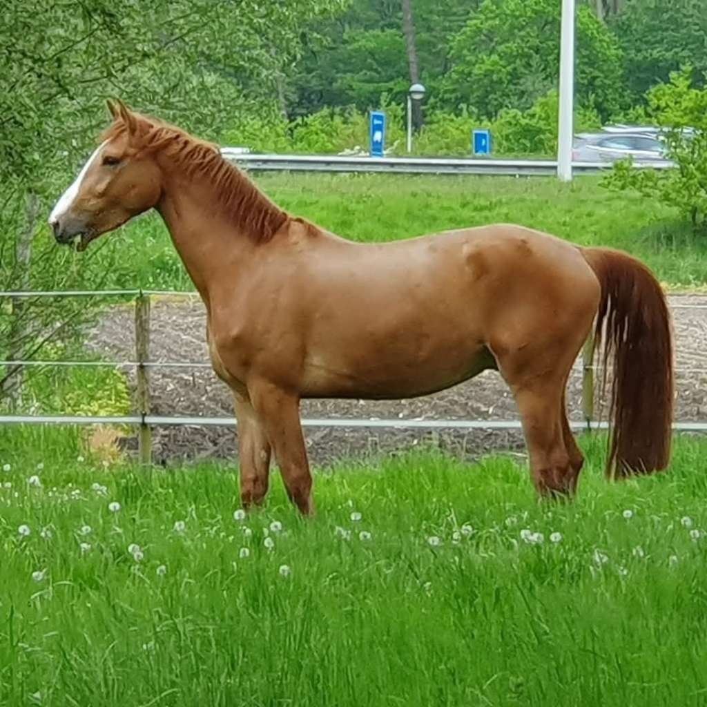 paard te koop, Avec pedigree, Hongre, Cheval de saut, 170 à 175 cm