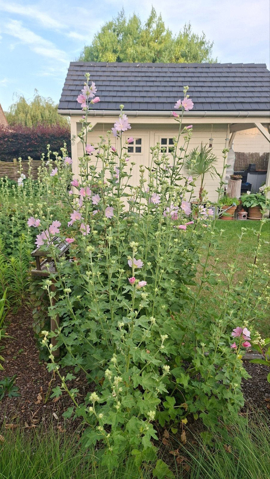 Lavatera Barnsley (struikmalva) - laatste grote potten, Ophalen, Vaste plant, Halfschaduw