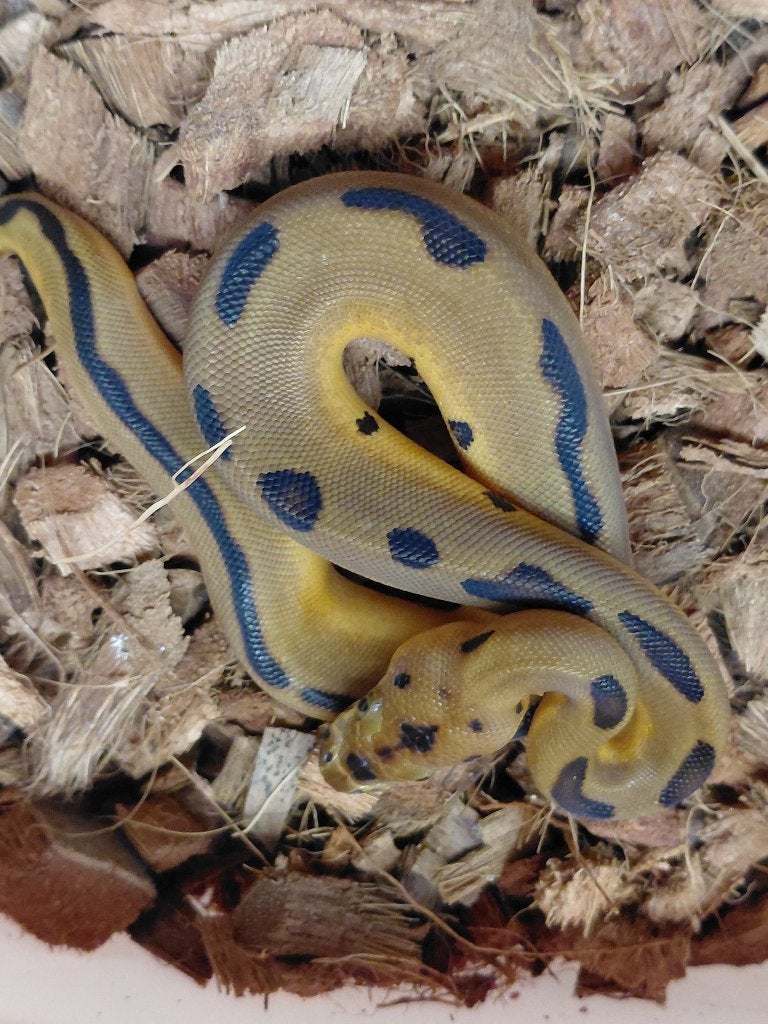 enchi leopard clown Ball Python photo 2