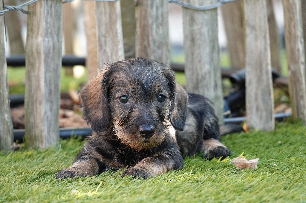 Chiots Teckel nains à poil dur, avec pedigree, 15 semaines à 1 an, Maladie de Carré (chiens), Éleveur | Professionnel, Poils durs