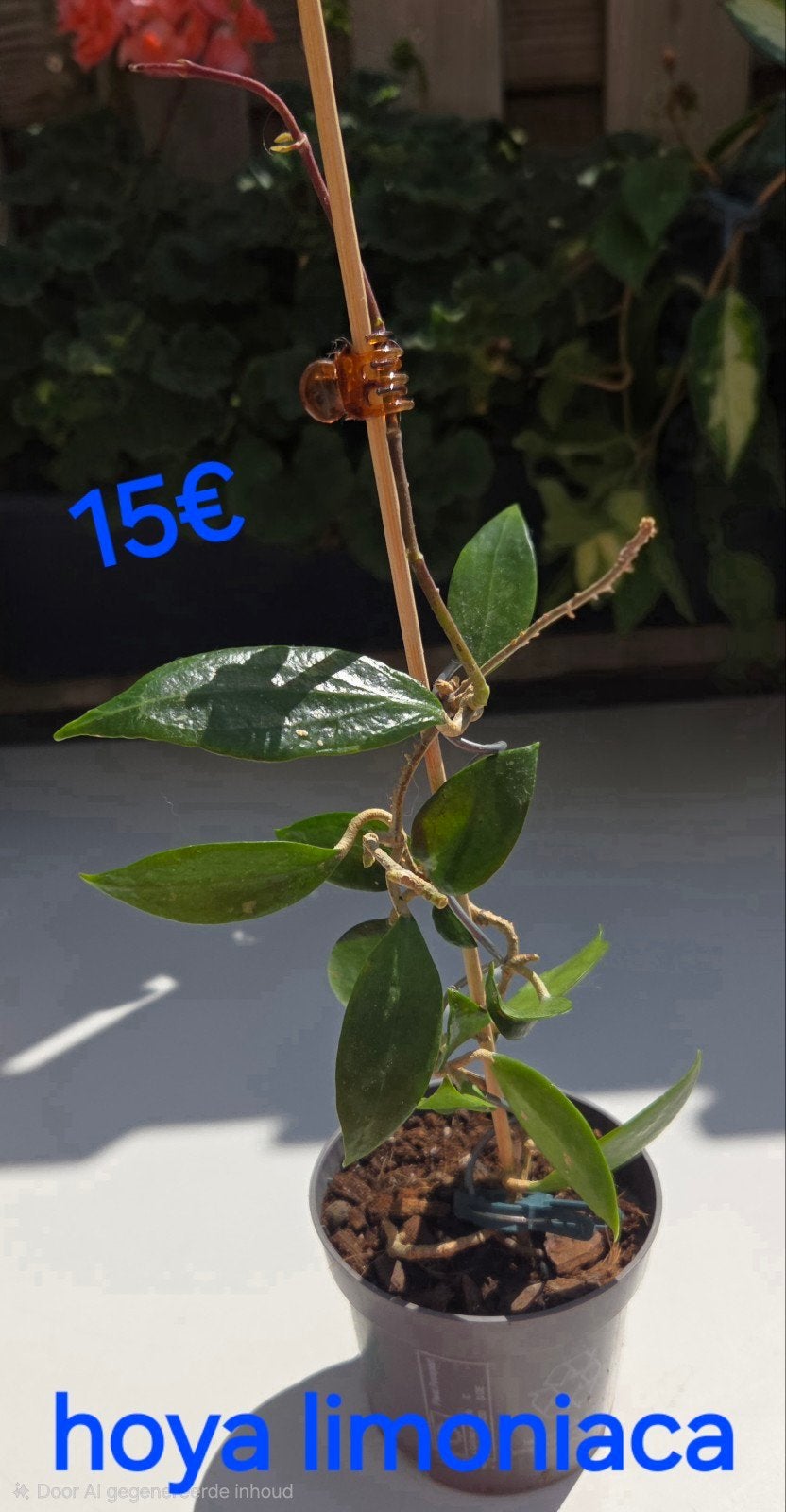 Hoya, Envoi