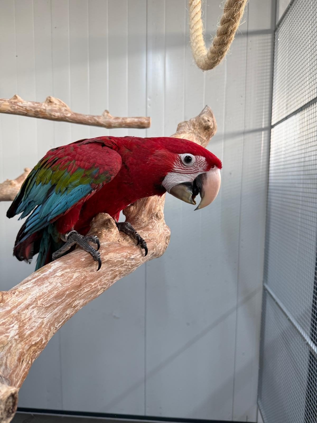 De jeunes aras à ailes vertes apprivoisés dotés d'ADN et tes, Plusieurs animaux, Perroquet, Domestique