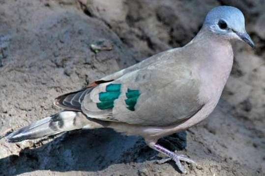 1-1 bronsvlekduifjes, Dieren en Toebehoren, Vogels | Duiven, Overige soorten