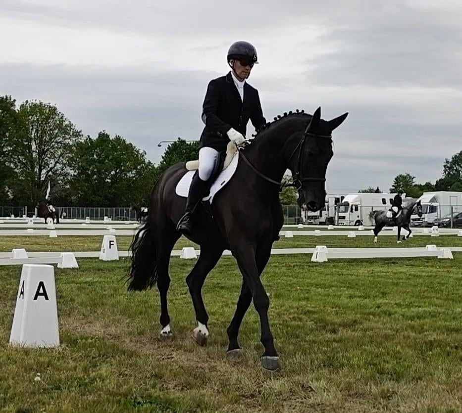 Beloftevol 5 jarig dressuurpaard, Dieren en Toebehoren, Paarden, Met stamboom, Ruin, Dressuurpaard, L
