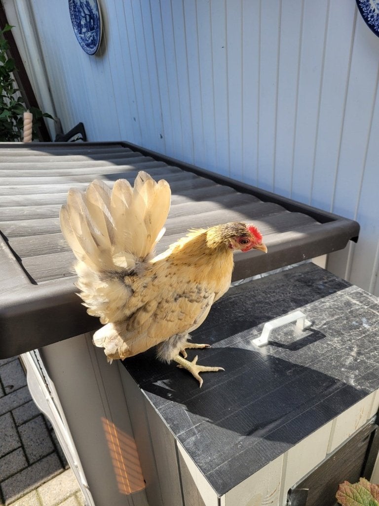 Serama haantje klein met evt een klein hennetje, Dieren en Toebehoren, Meerdere dieren, Kip