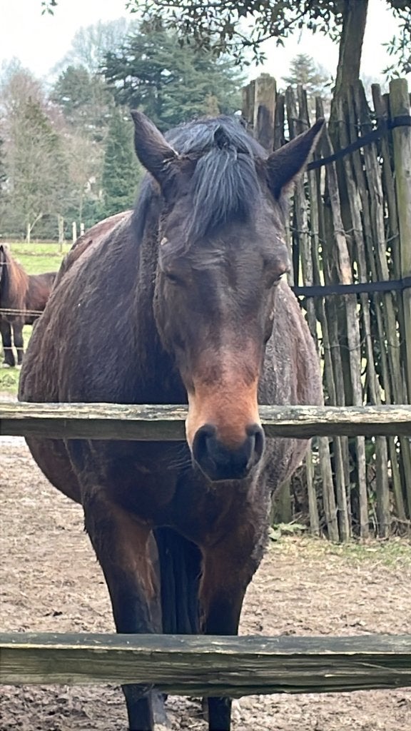 Bijrijder gezocht Brussegem bij Merchtem, Dieren en Toebehoren, Merrie, Met stamboom, Minder dan 160 cm, B