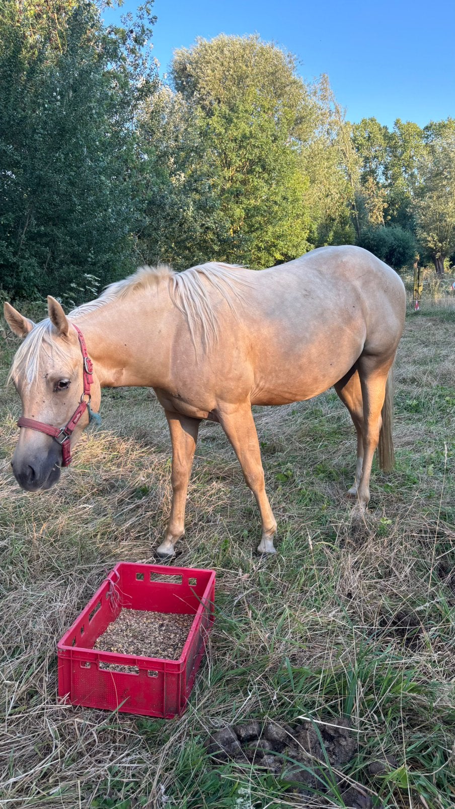 palomino quarter merrie, Dieren en Toebehoren, Minder dan 160 cm, Niet van toepassing, 0 tot 2 jaar, Westernpaard