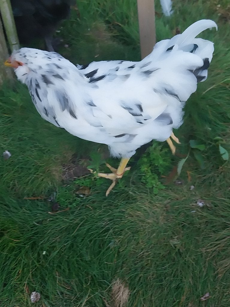 Blauwlegger haan ermine, Dieren en Toebehoren, Pluimvee, Mannelijk, Kip