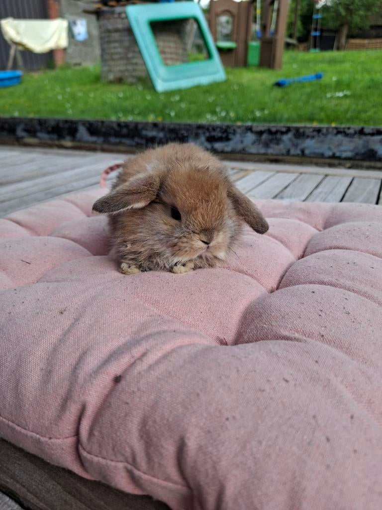 Minilop konijntjes, Meerdere dieren, Klein, Hangoor, 0 tot 2 jaar