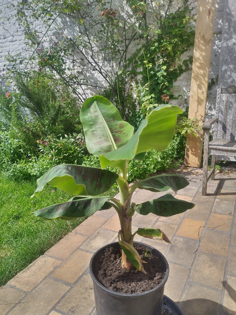 bananenplant, Tuin en Terras, Planten | Tuinplanten, Ophalen