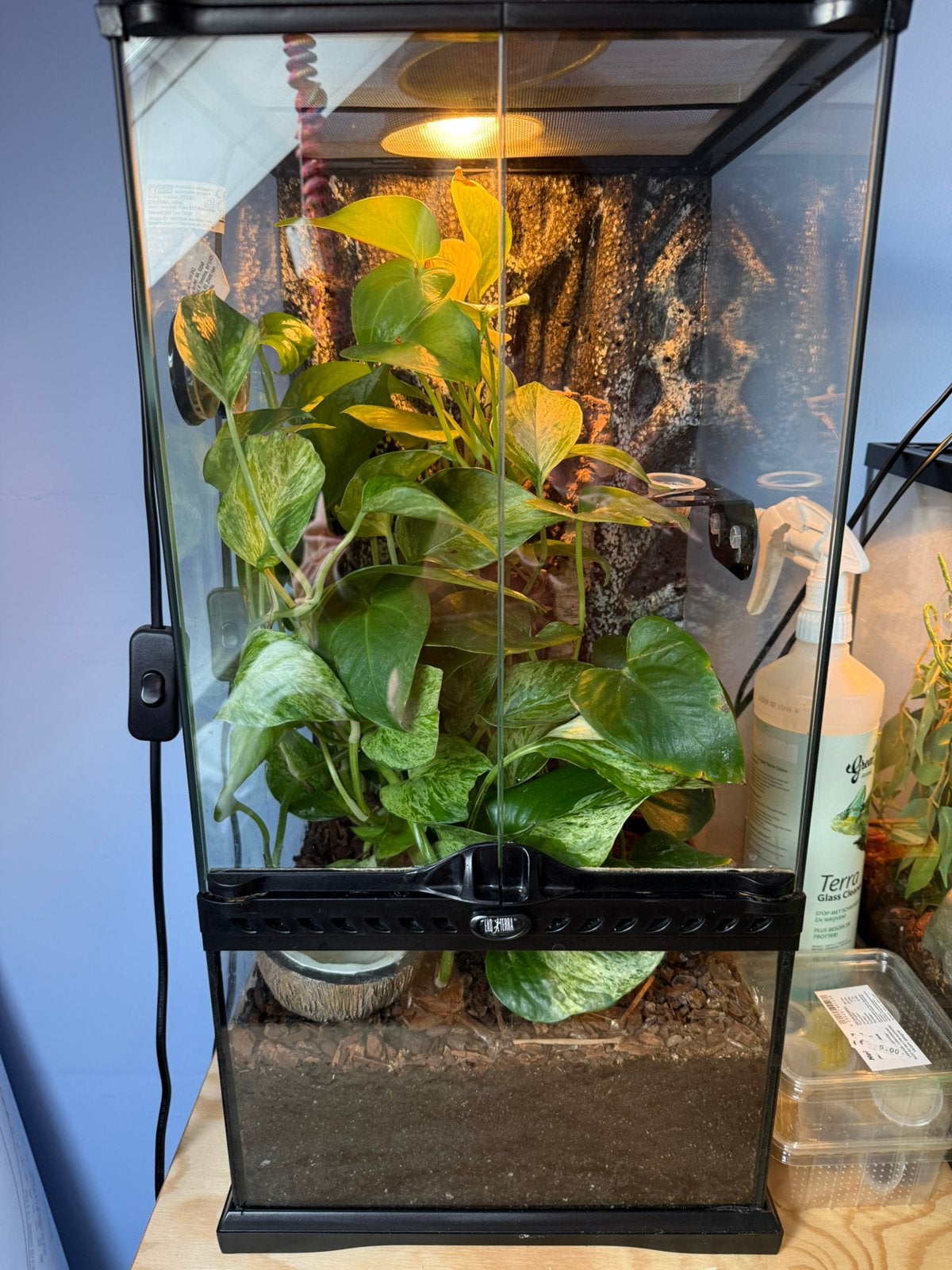 Mannelijke wimpergekko met ingericht terrarium, Dieren en Toebehoren, Ophalen, Gebruikt, Terrarium of Paludarium