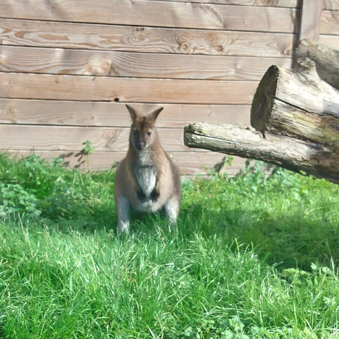 walleby, wallebys, kangoeroe, Dieren en Toebehoren, Mannelijk, 0 tot 2 jaar