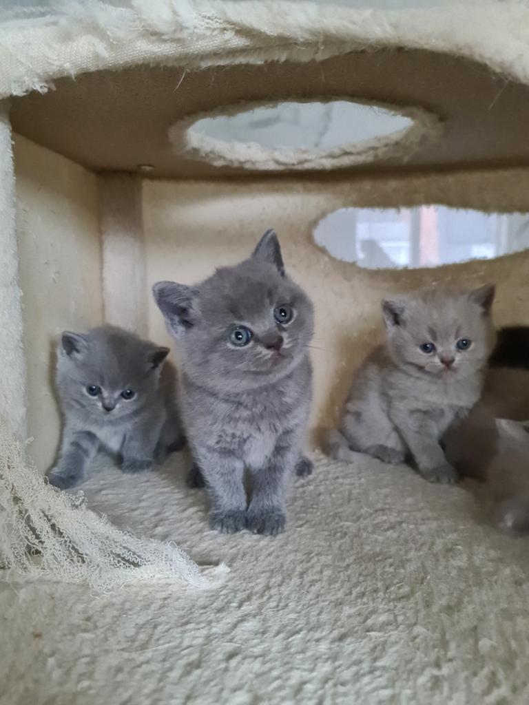 Brits korhaar kittens / laatste 2 kittens!!, Dieren en Toebehoren, Meerdere dieren, Met stamboom, 0 tot 2 jaar