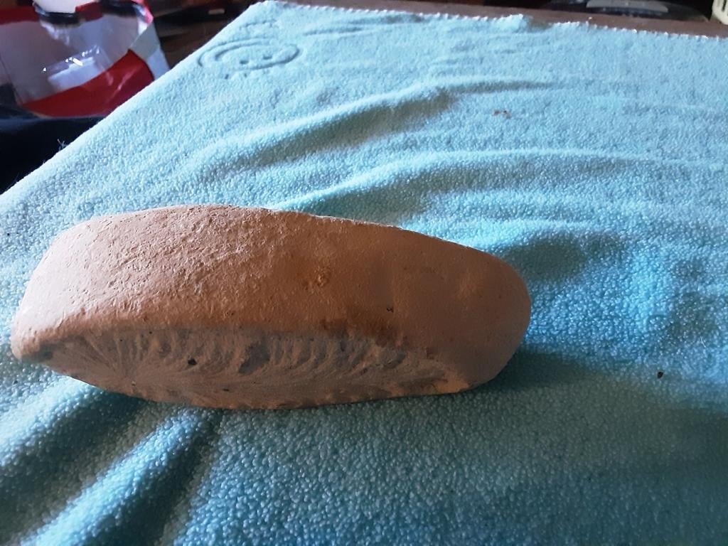 fossile, Collections, Enlèvement, Fossile